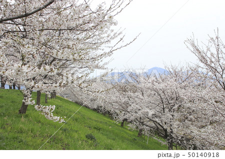 春の大河津分水の桜並木 50140918