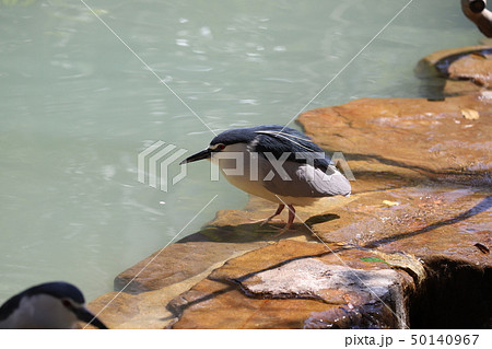 天王寺動物園の鳥 50140967
