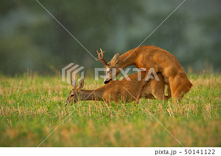 Male and female wild animals in nature mating. - Stock Photo [50141122] -  PIXTA