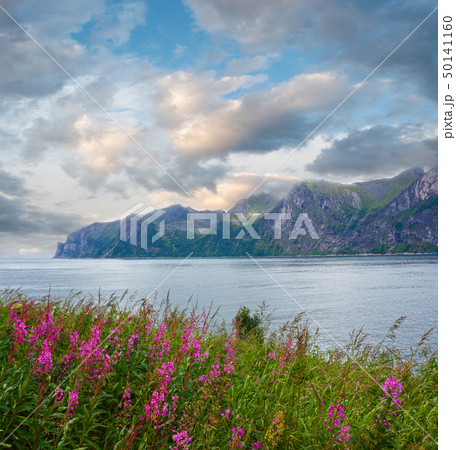 Summer Senja coast (Norway) 50141160