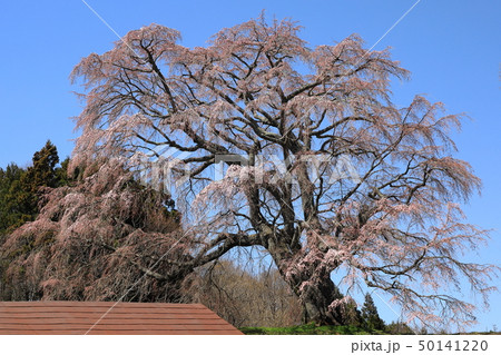 【福島県】 郡山市 木ノ芽沢 五斗蒔田桜 【福島県】 郡山市 木ノ芽沢 五斗蒔田桜 50141220