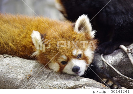 レッサーパンダお昼寝 レッサーパンダお昼寝 50141241