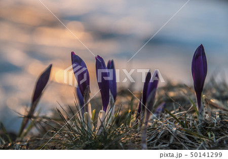 Crocus buds against blur sunrise background Crocus buds against blur sunrise background 50141299