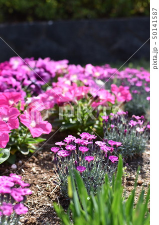 小さくたって、めいっぱい開花中！ 50141587