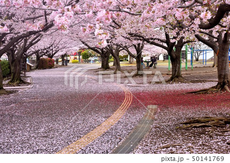 雨上がりの寒川中央公園のサクラ並木 雨上がりの寒川中央公園のサクラ並木 50141769