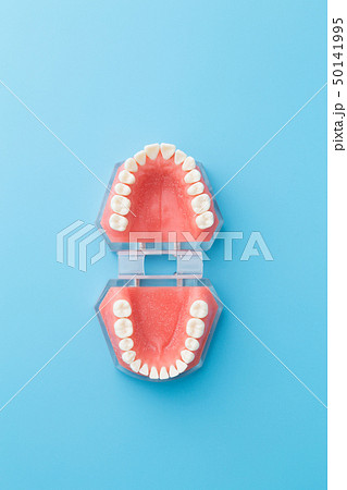 歯型模型 歯型模型 50141995