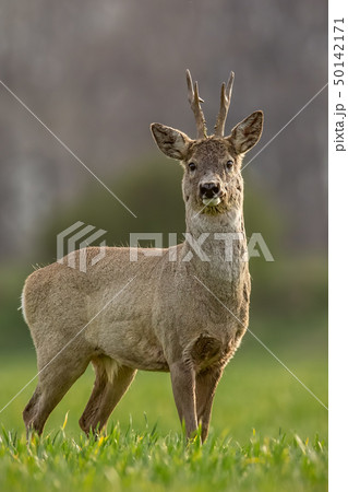 Roe deer, capreolus capreolus, buck on a spring sunny day. 50142171
