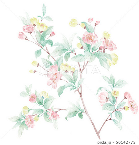 透明水彩 水彩画 花 50142775
