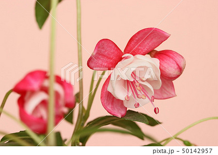 貴婦人のイヤリング　フクシア  50142957