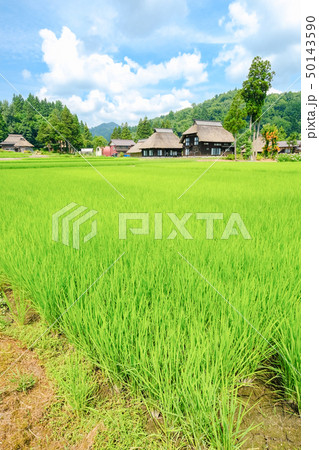 夏の農村風景 （荻ノ島環状集落） 50143590