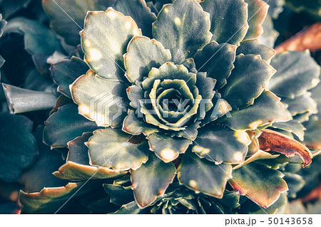 Abstraction secculent sempervivum arachnoideum Abstraction secculent sempervivum arachnoideum 50143658