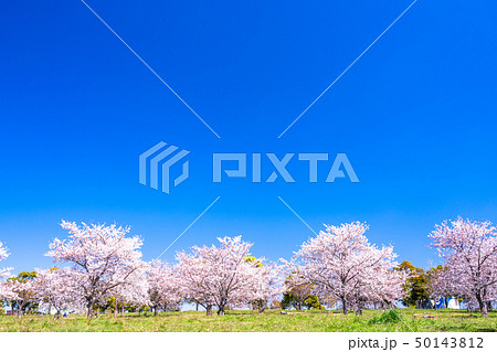 《東京都》桜の名所・舎人公園 《東京都》桜の名所・舎人公園 50143812