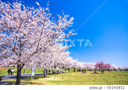 《東京都》桜の名所・舎人公園 50143852