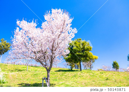 《東京都》桜の名所・舎人公園 50143871