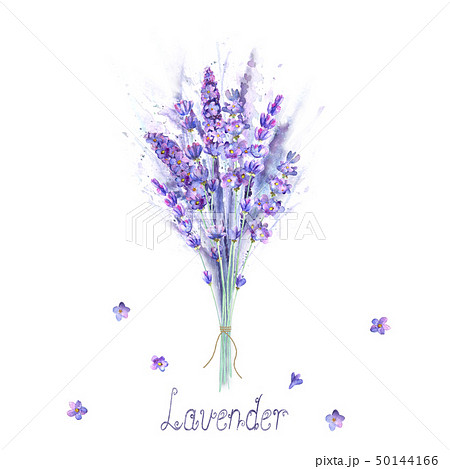 Watercolor lavender bouquet. Lavender flowers, Watercolor lavender bouquet. Lavender flowers, 50144166