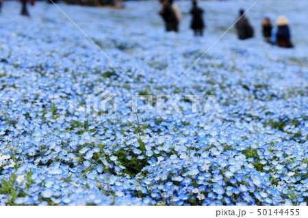 ネモフィラ　ひたち海浜公園　茨城県 50144455