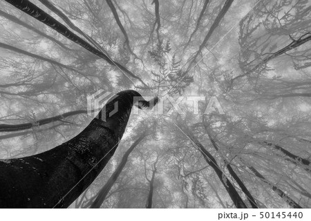 Winter tree crown 50145440