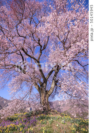 山梨県 わに塚の桜 富士山 50145945