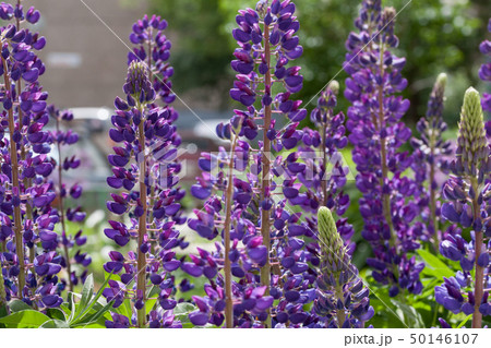Group of violet lupins growing in spring garden. 50146107