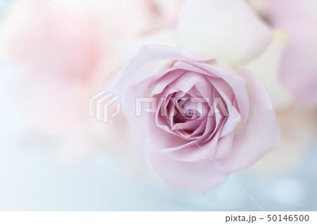 Macro delicate fresh violet rose flower. Wedding Macro delicate fresh violet rose flower. Wedding 50146500