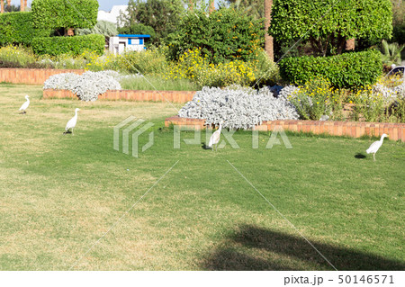 Little white egret on grass in sunny Egypt 50146571