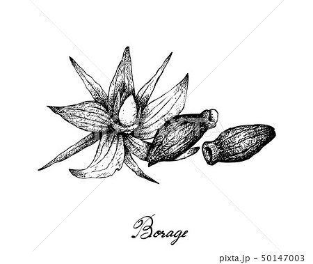 Hand Drawn of Borage Seeds on White Background Hand Drawn of Borage Seeds on White Background 50147003