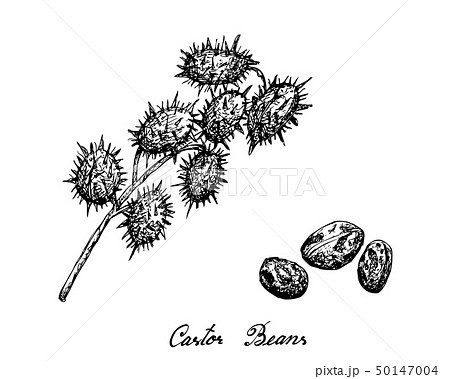 Hand Drawn of Castor Beans on White Background 50147004