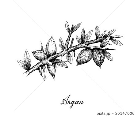 Hand Drawn of Argan Seeds on A Branch Hand Drawn of Argan Seeds on A Branch 50147006