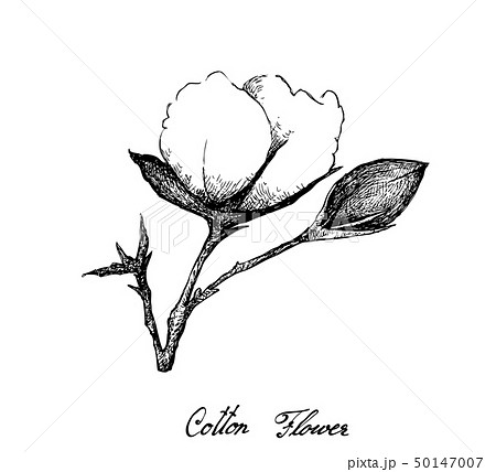 Hand Drawn of Cotton Flower with Bud on Branch Hand Drawn of Cotton Flower with Bud on Branch 50147007