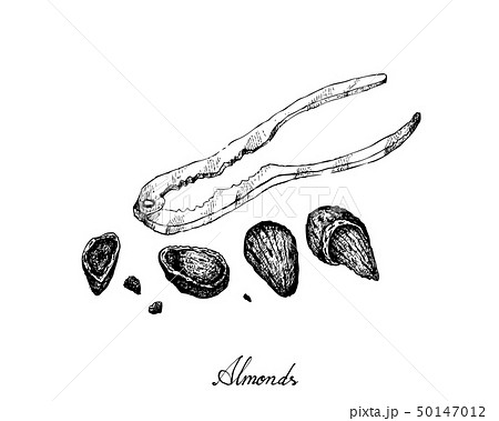 Hand Drawn of Almonds with A Nutcracker 50147012