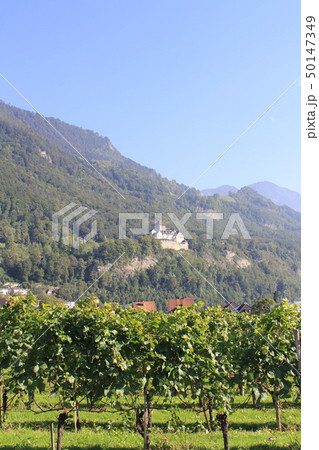 リヒテンシュタインのブドウ畑 50147349
