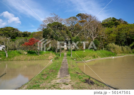 千葉県 水田と神社 田園風景 千葉県 水田と神社 田園風景 50147501
