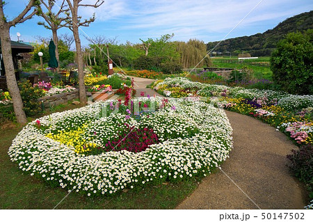 千葉県　春の花壇　道の駅とみうら 50147502