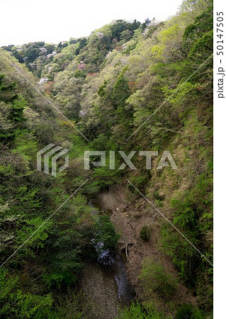 千葉県　房総の低山　険しい谷間　清和県民の森 50147505