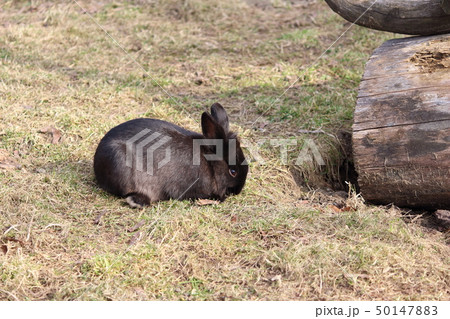 シェーンブルン動物園のうさぎ シェーンブルン動物園のうさぎ 50147883