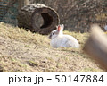 シェーンブルン動物園のうさぎ 50147884