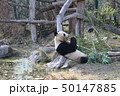 シェーンブルン動物園のパンダ 50147885