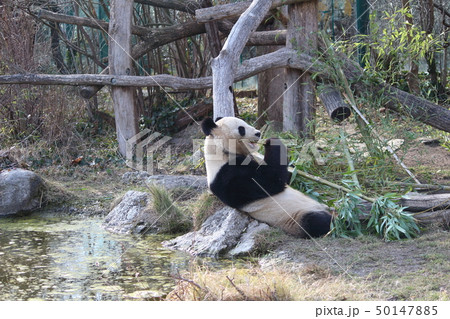 シェーンブルン動物園のパンダ シェーンブルン動物園のパンダ 50147885