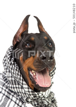 Dobermann dog in black kufiya 50148210