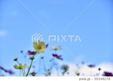 コスモス 50148278