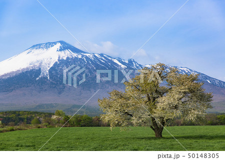 上坊牧野の一本桜 上坊牧野の一本桜 50148305