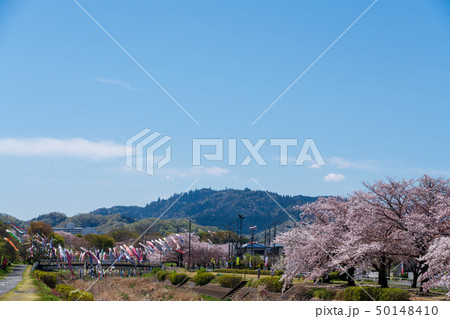 こいのぼり　桜　高尾山　南浅川 50148410