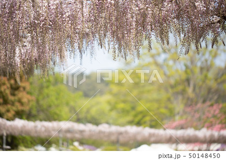 (栃木県)あしかがフラワーパーク 藤棚 (栃木県)あしかがフラワーパーク 藤棚 50148450