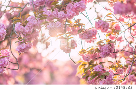 ギョプボトコト 桜 感性 50148532