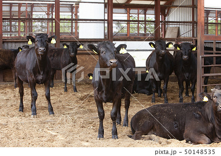 牛舎の牛 50148535