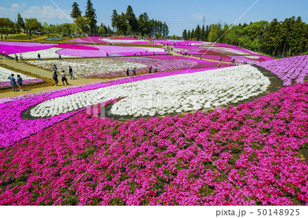ハートマークの芝桜 50148925
