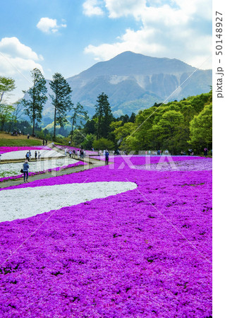 武甲山と芝桜（縦） 50148927