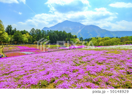 羊山公園の芝桜と武甲山１ 50148929