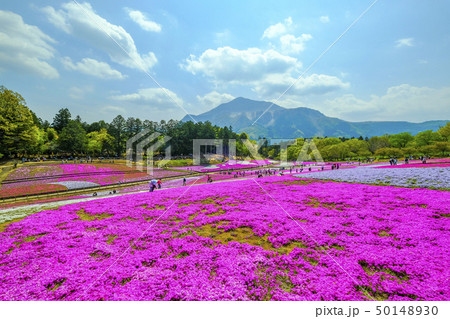 羊山公園の芝桜と武甲山２ 50148930