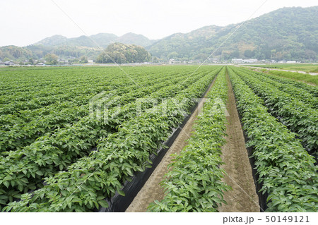 ジャガイモ畑 50149121